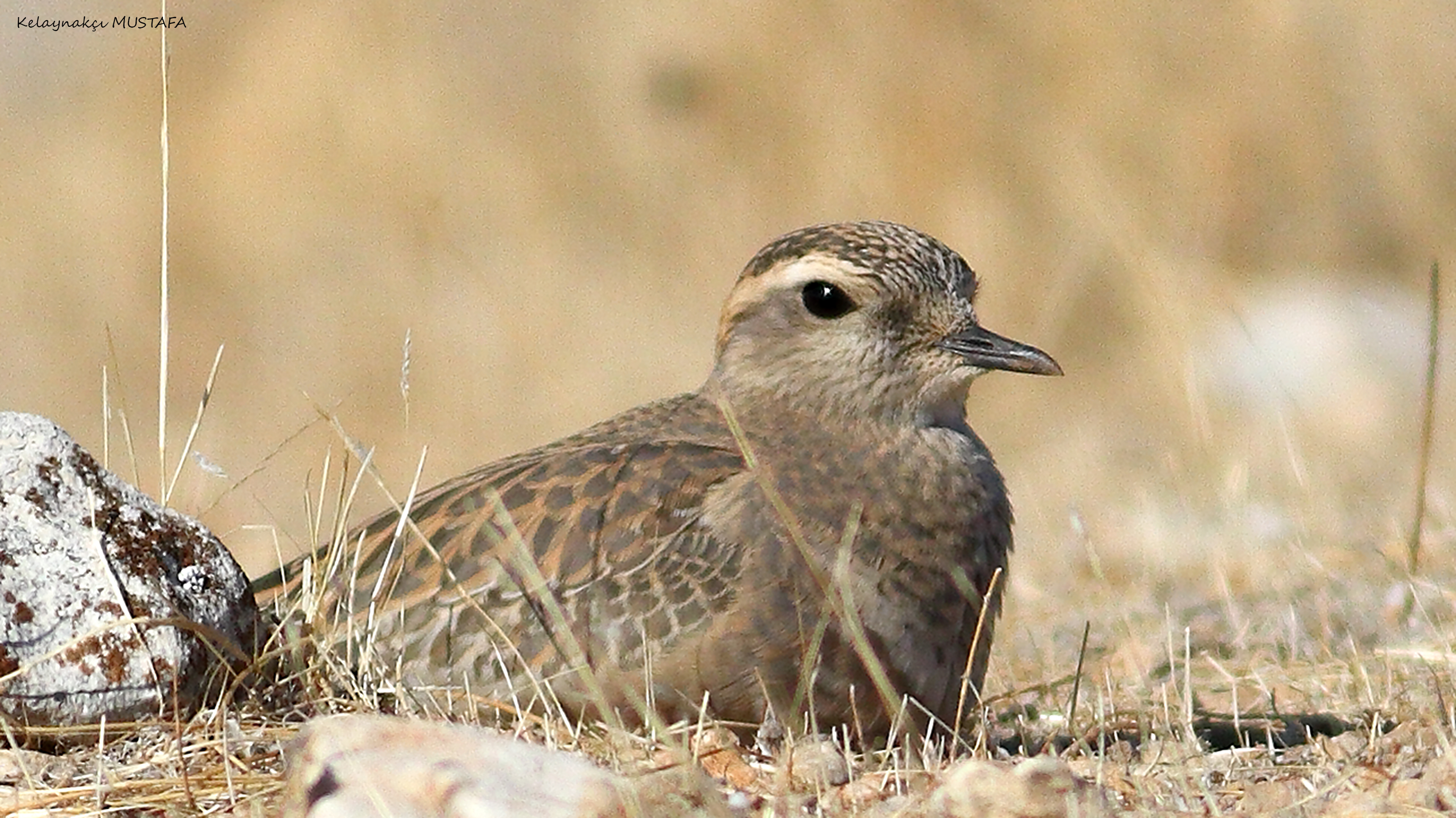 Eurasian Dotterel
